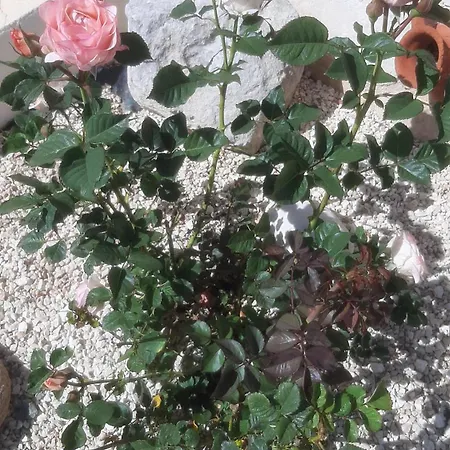 Holiday- Breathtaking Sea Views, Amazing Garden, Private Pool, Bbq, Next To Coral Bay, Lower Peyia, Paphos