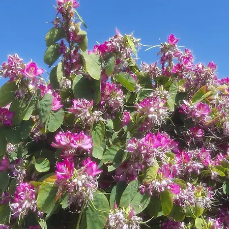 Holiday- Breathtaking Sea Views, Amazing Garden, Private Pool, Bbq, Next To Coral Bay, Lower Peyia, Paphos