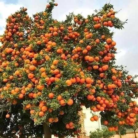 ヴィラ Holiday- Breathtaking Sea Views, Amazing Garden, Private Pool, Bbq, Next To Coral Bay, Lower Peyia, Paphos