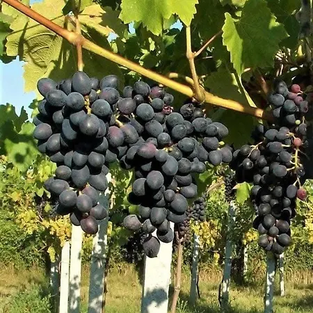 Holiday- Breathtaking Sea Views, Amazing Garden, Private Pool, Bbq, Next To Coral Bay, Lower Peyia, Paphos ヴィラ