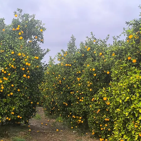 Vila Holiday- Breathtaking Sea Views, Amazing Garden, Private Pool, Bbq, Next To Coral Bay, Lower Peyia, Paphos