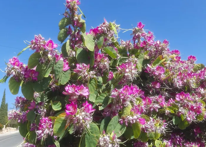 Holiday- Breathtaking Sea Views, Amazing Garden, Private Pool, Bbq, Next To Coral Bay, Lower Peyia, Paphos