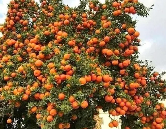 Vila Holiday- Breathtaking Sea Views, Amazing Garden, Private Pool, Bbq, Next To Coral Bay, Lower Peyia, Paphos