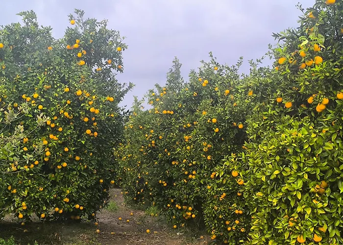 Vila Holiday- Breathtaking Sea Views, Amazing Garden, Private Pool, Bbq, Next To Coral Bay, Lower Peyia, Paphos