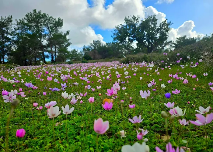 Holiday- Breathtaking Sea Views, Amazing Garden, Private Pool, Bbq, Next To Coral Bay, Lower Peyia, Paphos Peyia